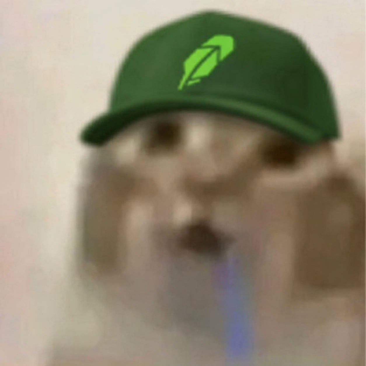 Drooling cat repping the Robinhood cap