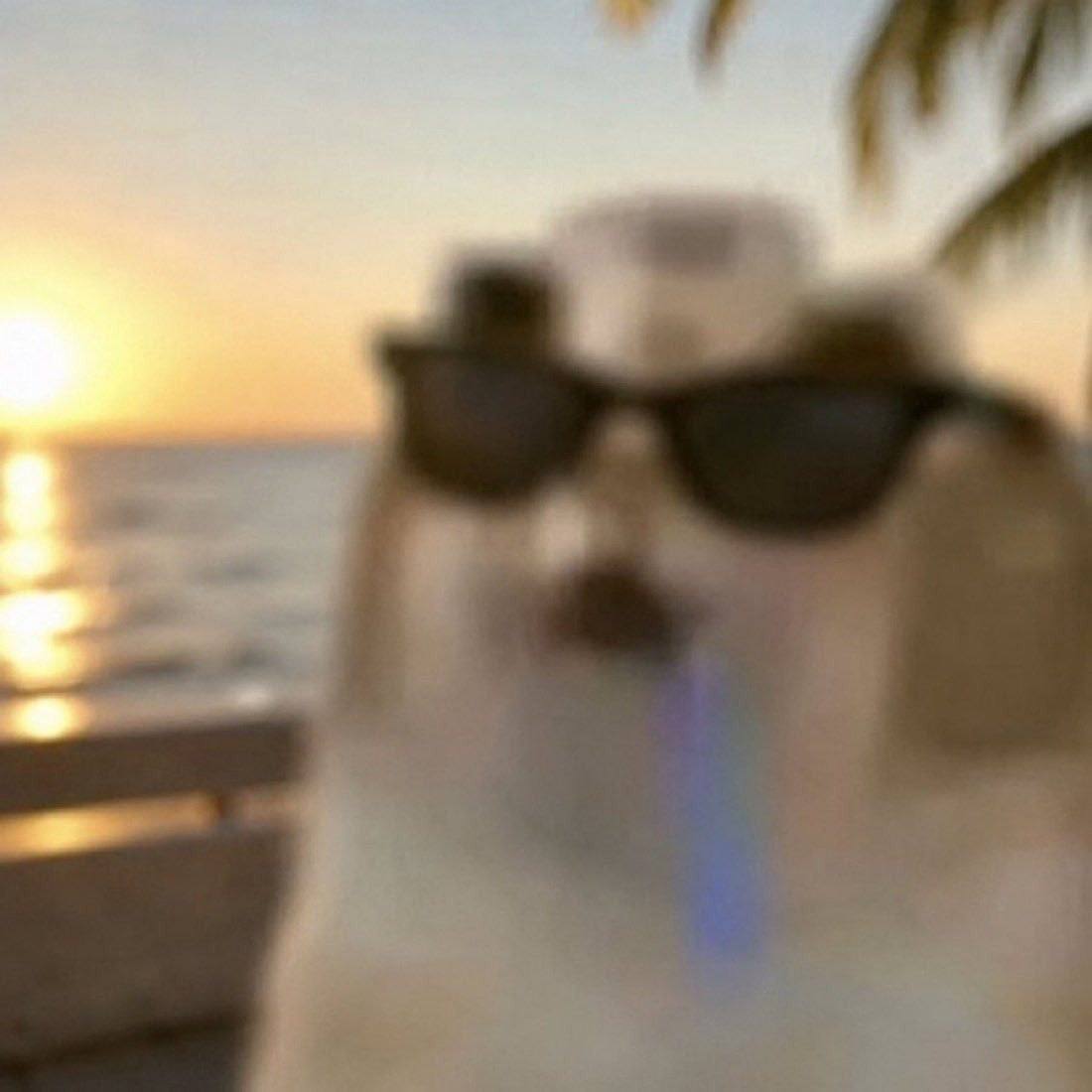 Cool drooling cat at the beach